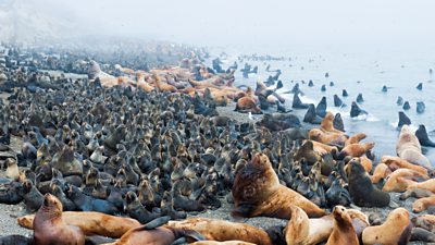 a colony of thousands of northern fur seals on a beach 