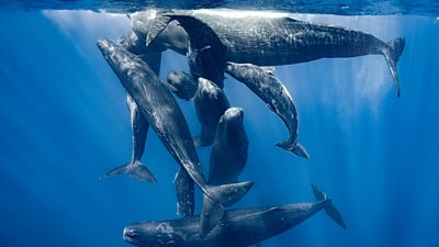 A group of sperm whales under the ocean swimming closely together