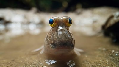 close up of a mudskipper - it's got big wide eyes at the top of its head 