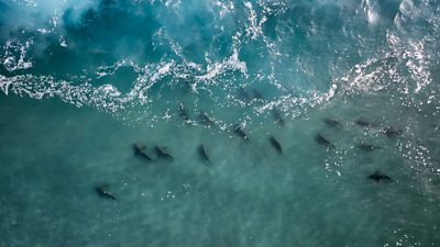 An aerial shot of a number of sharks swimming in water