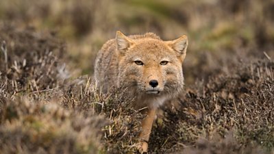 close up of a tibetan fox looking to the camera