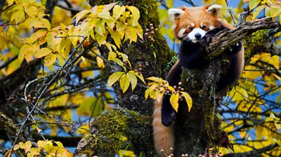 A red panda in amongst leaves in a tree looking down to the camera