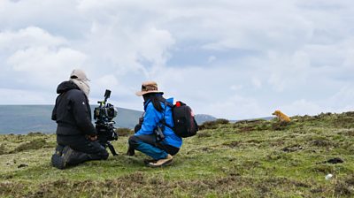 Two people kneeling on the grass with filming equipment. They're filming a Tibetan fox in the background