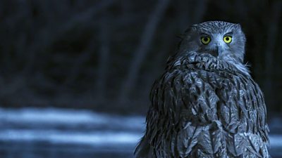 close up of a  Blakiston’s fish owl looking to the camera at night