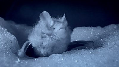 A ussurian tube-nosed bat in the snow