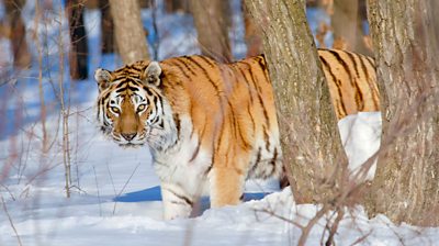 A tiger in the snow looking to the camera behind trees