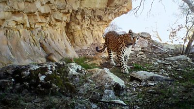 a Persian Leopard walking with a big stone wall in the background