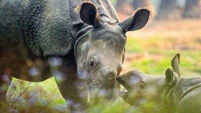 one-horned rhinoceroses and a baby rhino with blurred grass in the foreground