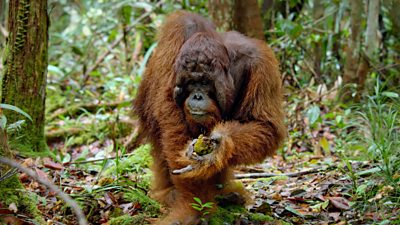 An orangutan holding some fruit on the ground of a forest