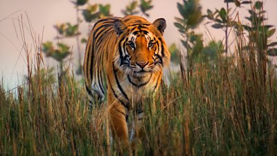 A tiger prowling through long grass looking to the camera