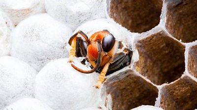 close up of a hornet in a hexagonal cell of its nest