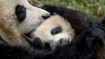 A female giant panda cuddling a baby panda