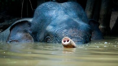 A Bornean elephant peeking out the top of water 