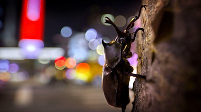 closeup of a rhino beetle on a tree trunk. Blurred city lights in the background