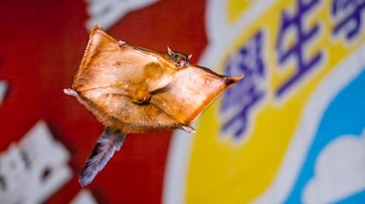 A flying squirrel flying through the air