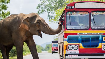 A bus driver is greeting an elephant on the road. the Elephant has it's trunk in the drivers window