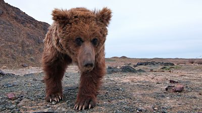 close up of a gobi bear walking to the camera