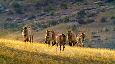 a group of Takhi running in the wild on grass