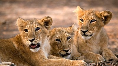 3 lion cubs laying on the desert ground