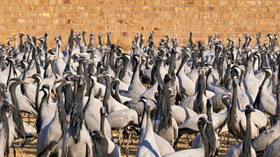 a large flock of cranes