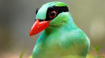 A close up of a bright green magpie. It's got bright green feathers, black stripes from it's beak over it's eye and behind its head and a bright red beak