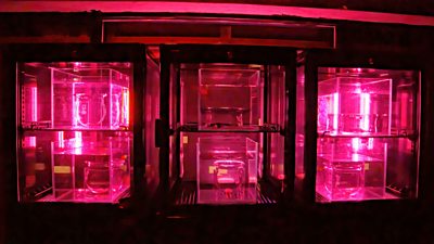 pink clear boxes on shelves with a pink light