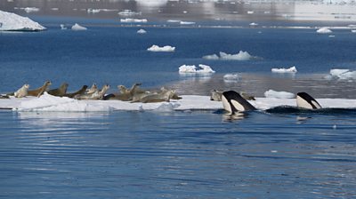 Wales nadert een aantal zeehonden op een ijsschots