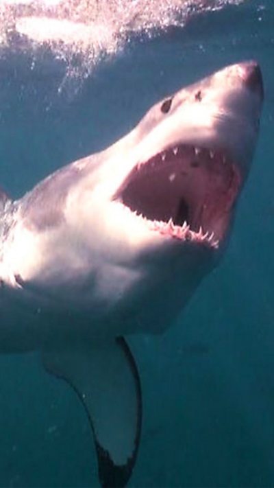 Sharks breathe 9x16 reel rail, Deadly