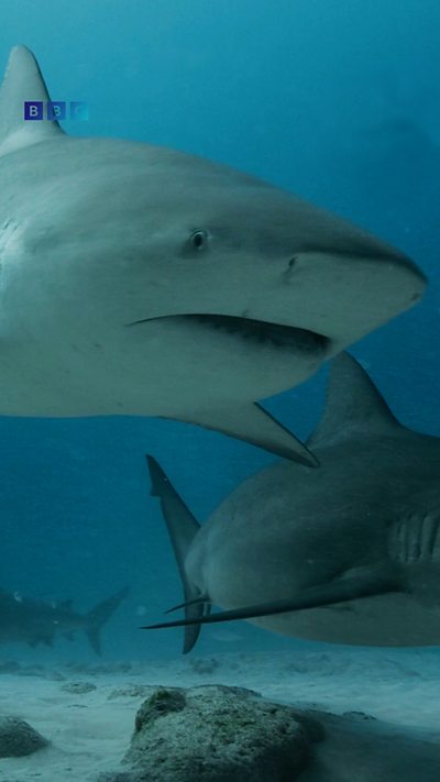 Maximum shark, 9x16 reel rail, Deadly