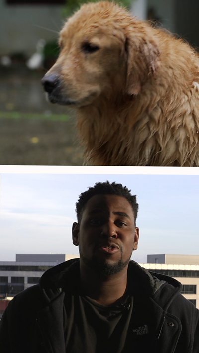 Split screen showing a friendly-looking dog to the top and BBC journalist Terel Edmunds below