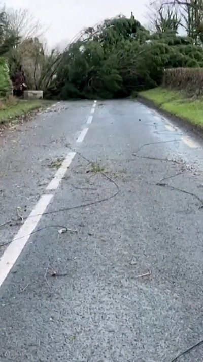 A tree blocking a road