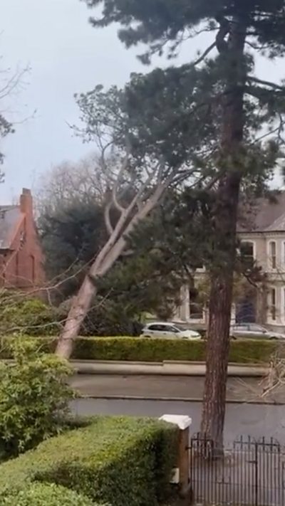 A tree leans towards a house as it falls