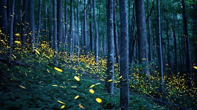 Tom Hanks reveals why he joined epic natural history series The