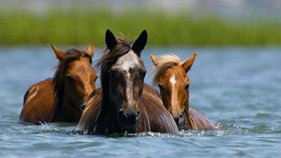 Tom Hanks reveals why he joined epic natural history series The