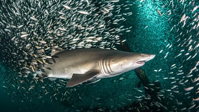 Tom Hanks reveals why he joined epic natural history series The