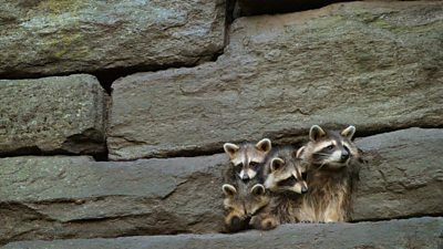 Tom Hanks reveals why he joined epic natural history series The