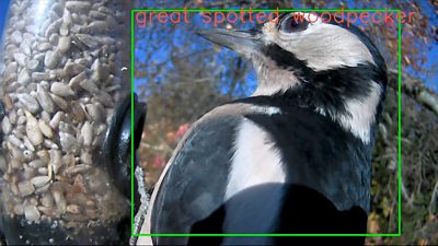 A ‘Great Spotted Woodpecker’ classified by Springwatch’s AI monitor