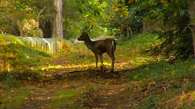 Deer in a forest captured on our system.