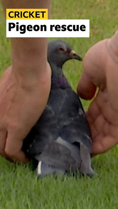 A pidgeon