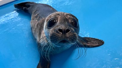 A close up of a small, grey harbour seal pup. It is looking directly at the camera and is laying on a bright blue floor.