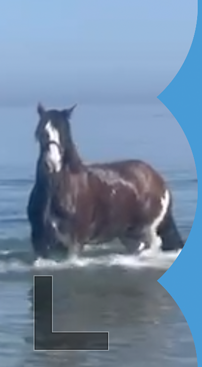 Horses take a dip in Douglas Bay