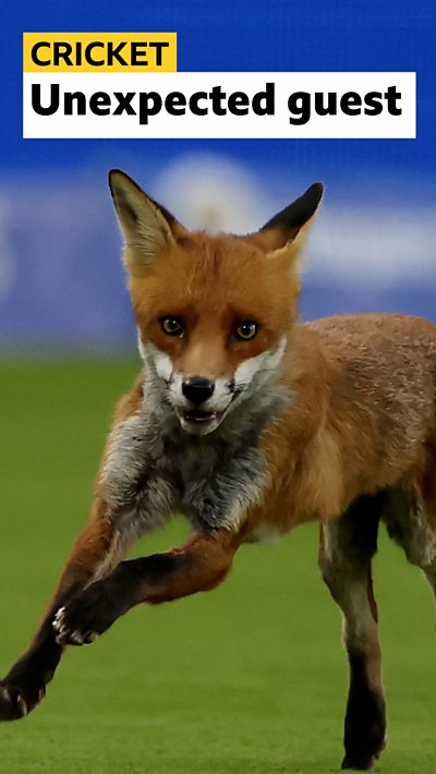 Fox
