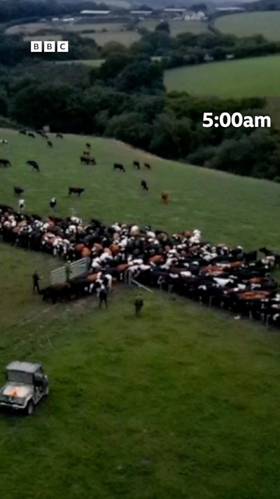 Devon and Cornwall dairy farmers work 100-hour weeks