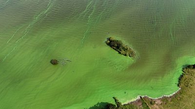 Lough Neagh covered in green