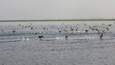 Birds in Bangladesh flying close to the water level in the wetlands, some are splashing