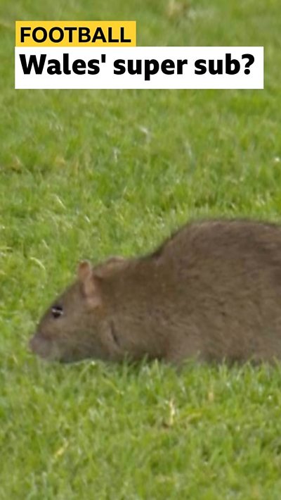 Rat enters pitch