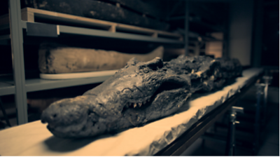 A crocodile on display 