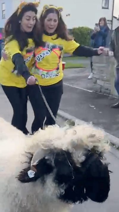 Mabel the sheep walks with Lindsey Burrow and Amy Garcia on their CiN challenge
