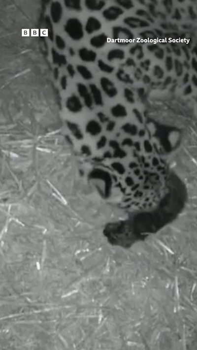 An amur leopard cub is born at Dartmoor Zoo