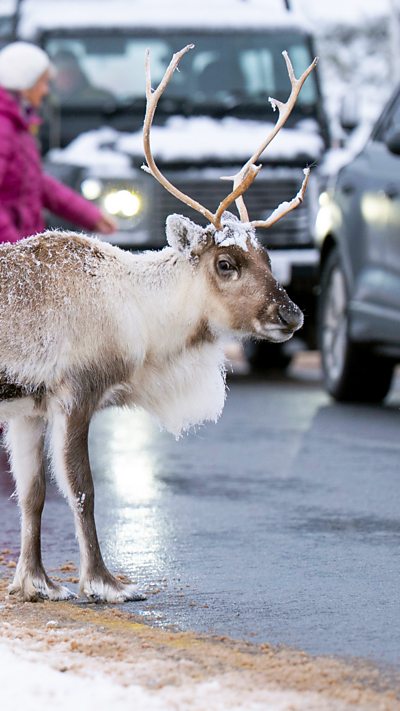 A reindeer with big antlers stood on a road, with cars behind it